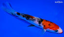 6.5" KUCHIBENI SANKE