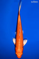 9" ORENJI OGON