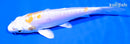4.25" KIN KIKOKURYU
