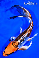 8.75" BENI KIKOKURYU BUTTERFLY