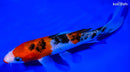 6.5" KUCHIBENI SANKE