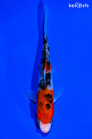 6.5" KUCHIBENI SANKE