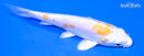 4.25" KIN KIKOKURYU