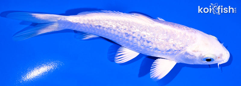 5" GINRIN PLATINUM OGON
