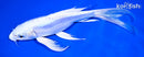 9.5" DOITSU PLATINUM OGON BUTTERFLY