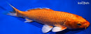 9" ORENJI OGON