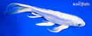 9.5" DOITSU PLATINUM OGON BUTTERFLY