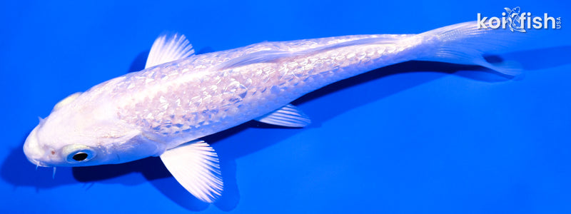 5" GINRIN PLATINUM OGON