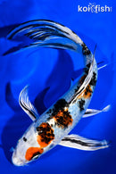 7.5" YAMATO NISHIKI BUTTERFLY