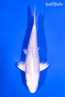 5" GINRIN PLATINUM OGON