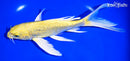 8" GINRIN YAMABUKI OGON BUTTERFLY