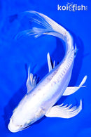 9.5" DOITSU PLATINUM OGON BUTTERFLY