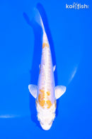 4.25" KIN KIKOKURYU