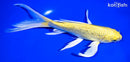 8" GINRIN YAMABUKI OGON BUTTERFLY
