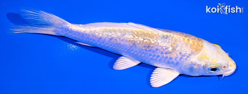 5" GINRIN HARIWAKE