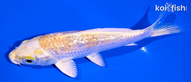 5" GINRIN HARIWAKE