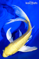 8" GINRIN YAMABUKI OGON BUTTERFLY