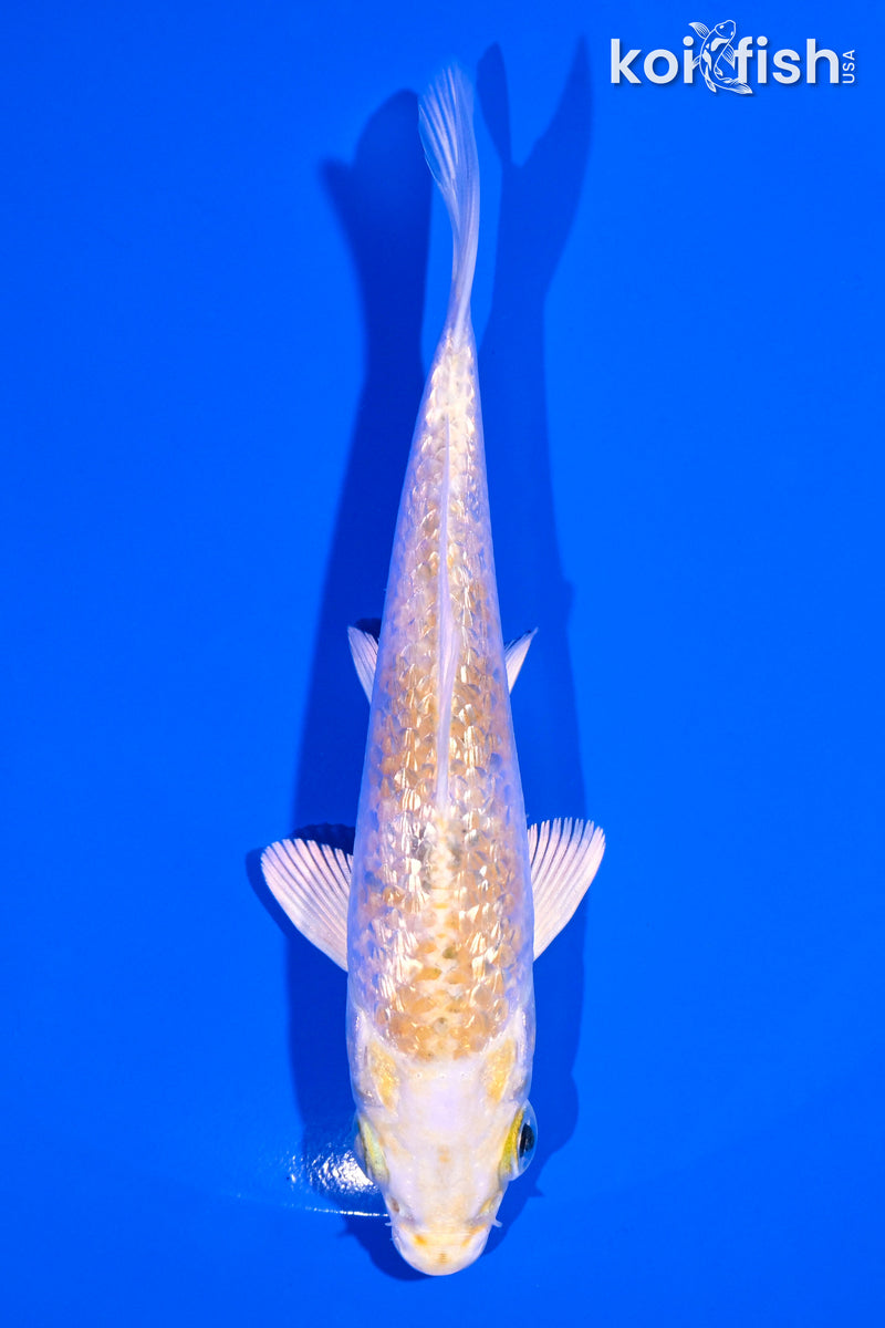 5" GINRIN HARIWAKE