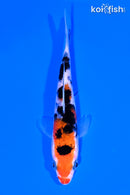 4.25" SANKE