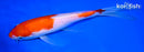 8.5" KOHAKU BUTTERFLY