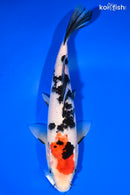 9" SANKE