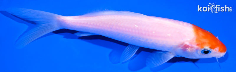 5.75" KOHAKU