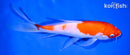 8.5" KOHAKU BUTTERFLY