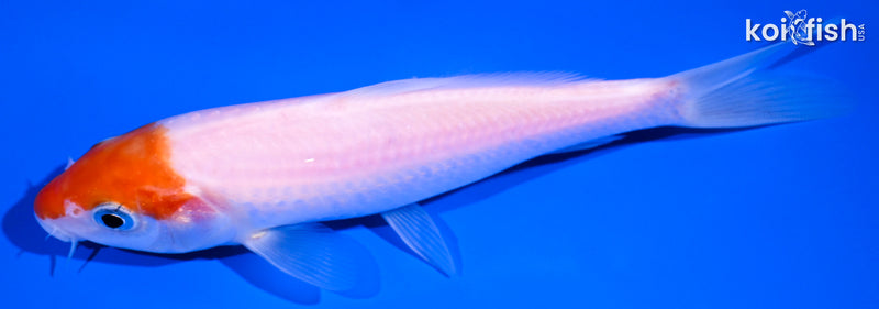 5.75" KOHAKU