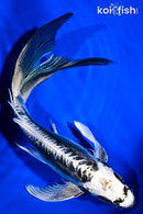 8.25" KIKOKURYU BUTTERFLY