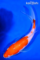 8.5" KOHAKU BUTTERFLY