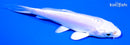 4.25" DOITSU PLATINUM OGON