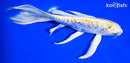7.75" ARAGOKE LEMON HARIWAKE BUTTERFLY