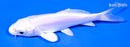 4.25" DOITSU PLATINUM OGON