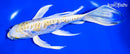 7.75" ARAGOKE LEMON HARIWAKE BUTTERFLY