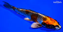 7.25" BENI GINGA