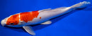 9" HARIWAKE