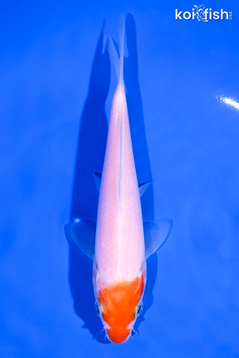 5.75" KOHAKU