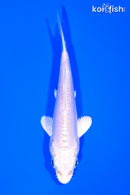 4.25" DOITSU PLATINUM OGON
