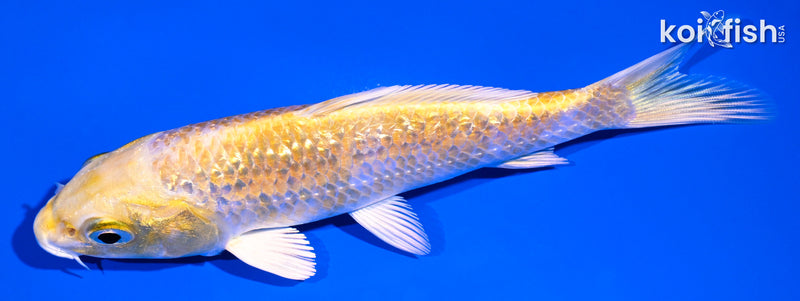 5.25" GINRIN YAMABUKI OGON