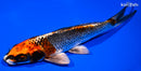7.25" BENI GINGA