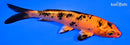 5.25" KIN ORENJI BEKKO