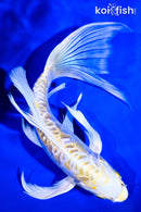 7.75" ARAGOKE LEMON HARIWAKE BUTTERFLY