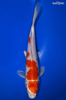 9" HARIWAKE