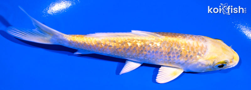 5.25" GINRIN YAMABUKI OGON