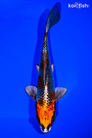 7.25" BENI GINGA