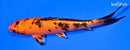 5.25" KIN ORENJI BEKKO