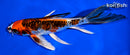 7.5" ARAGOKE KUJAKU BUTTERFLY