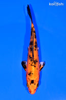 5.25" KIN ORENJI BEKKO