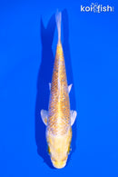 5.25" GINRIN YAMABUKI OGON