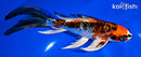 7.5" ARAGOKE KUJAKU BUTTERFLY